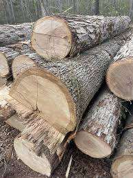 FSC Certified White Oak <b>Logs</b> White Oak <b>Logs</b> for Flooring White Oak <b>Logs</b> for Furniture - Product Image 2