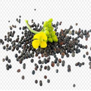 En stock, graines de colza d'origine française, durée de conservation de 24 mois, meilleur prix, livraison rapide disponible, achetez maintenant, vente en gros - Product Image 2