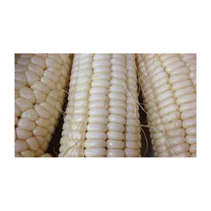 Maíz blanco OGM, venta al por mayor, alto fabricante, nuevo mejor material, con tarifa barata - Product Image 2