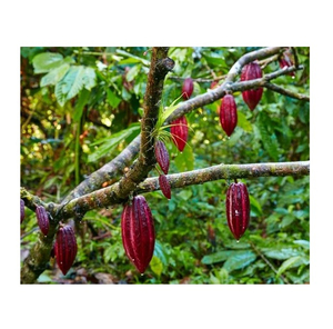 เมล็ดโกโก้ธรรมชาติสำหรับช็อกโกแลตสเปรดและของหวาน - Product Image 5