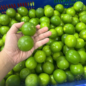 Lime sans pépins fraîche du Vietnam de haute qualité pour l'exportation avec le prix concurrentiel - Product Image 1
