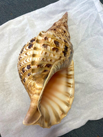 Coquille de trompette/triton vietnamienne polie, style animalier, décoration d'intérieur, coquillage de mer de différentes tailles