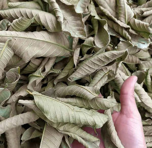 Feuilles de goyave séchées naturelles / Solution à base de plantes polyvalente / Haute qualité / Fabriqué au Vietnam - Product Image 3
