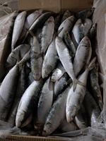 Poisson de sardine congelé rond entier de style congelé de mer pour le thon Appât pour les conserves en vente sardinella aurita