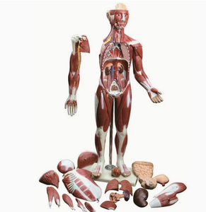 Modelo Anatómico de Músculo Humano de Alta Detalle/Material de Resina/Impreso en 3D/Silicona Suave/Dispositivos Médicos/Entrega Rápida - Product Image 4