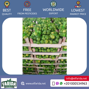 Excelente calidad, superventas, suministro al por mayor, origen de Egipto, exportación, deliciosos cítricos, Lima fresca para compradores a granel - Product Image 4