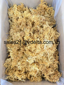 Musgo Marino Morado Silvestre/Musgo Marino Seco de Vietnam/Sra. Lima +84 346565938 - Product Image 4