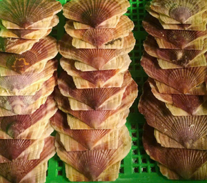 Conchas naturales seleccionadas | Fábrica de conchas vieiras directa con garantía de calidad | Arte costero hecho a mano y decoración de boda DIY - Product Image 1