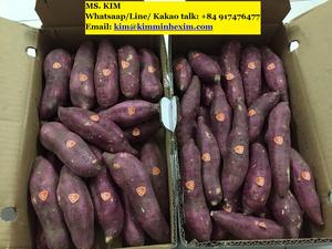 Patata Dulce Fresca de Alta Calidad, Nueva Temporada, Proveedor de Grado de Exportación de Vietnam - Product Image 6