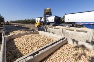 Granos de pistacho sin cáscara precio al por mayor frutos secos de pistacho de calidad superior del fabricante turco - Product Image 6