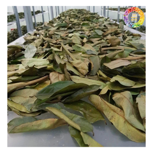 เกรดเอทุเรียนเทศชาจากใบกริโอลาแห้งใบทุเรียนเทศแห้งสำหรับชงชาจากเวียดนาม - Product Image 1