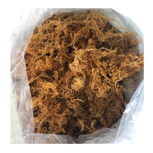 มอสทะเลสีทองมอสสีม่วงจากเวียดนาม - Product Image 4