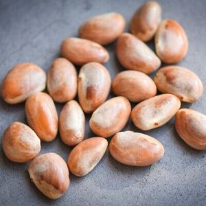 Tự nhiên Mít hạt giống khô hoặc nguyên ăn được & Ayurvedic sử dụng số lượng lớn xuất khẩu từ Ấn Độ - Product Image 3