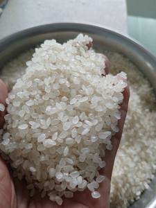 ข้าวญี่ปุ่น ซูชิ เพิร์ล จาโปนิก้า ราคาดีที่สุด ข้าวใหม่ ข้าวเมล็ดสั้น - Product Image 6