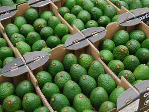 Aguacate Hass Orgánico Fresco para Exportación Mundial - Mejor Precio para Mayoristas en Venta - Product Image 5