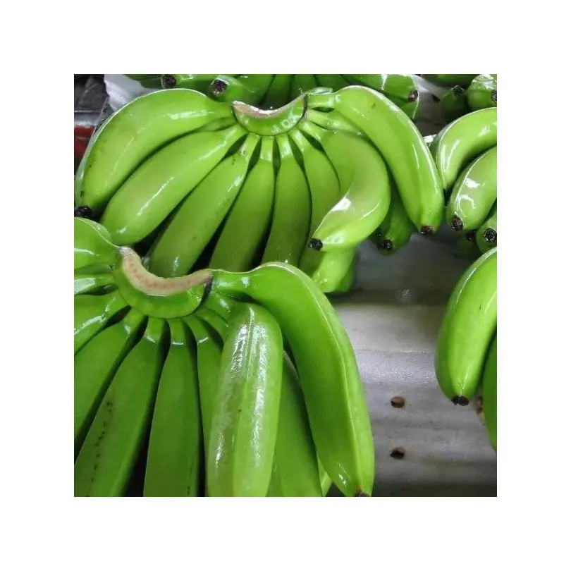 Bananes Cavendish vertes fraîches de haute qualité Meilleur prix