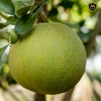 Hoge Kwaliteit Verse Pomelo Fruit Uit Vietnam Zoete Sappige Vers Fruit Voor Wereldwijde Handel En Export