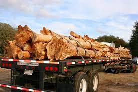 Premium Acacia Mangium & Auriculiformis <b>Logs</b> for Heavy Duty and Eco-Friendly Projects Export Quality - Product Image 6