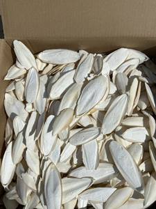 <b>Cuttlefish</b> Bone for Calcium Supplement in Pets/Katty - Product Image 6