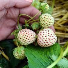 Semi di 100 semi di fragola bianchi naturali biologici Hobby giardino semi di fragola