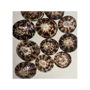 High Quality Seashell Abalone Shell Limpet Murex Operculum Snail Shell with Competitive Price