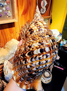 Concha de trompeta natural: concha de trompeta vietnamita, perfecta para exhibiciones de hoteles elegantes y grapas de decoración del hogar en demanda - Product Image 6