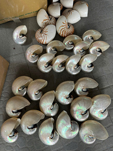 Regalos únicos especiales hechos a mano, flor de recuerdo de conchas marinas hechas de conchas marinas naturales, conchas marinas artesanales - Product Image 3