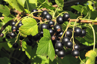 Zwarte Bes Extract Rijk Aan Vitamine C En Anthocyanen