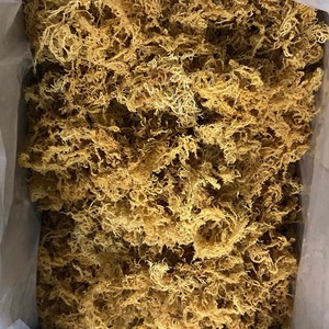 Musgo Marino Seco Natural de Vietnam, Eucheuma Cottonii Cruda, Alga Irlandesa Dorada Spinosum, Silvestre, Paquete a Granel, Marca Personalizada Disponible - Product Image 4