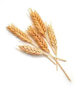 Hard Wheat Grain for Bread and Bakery Use.