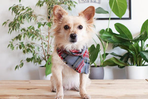 Best Quality Stylish <b>Dog</b> <b>Bandanas</b> 100% Cotton Eco-Friendly Plaid Pattern Spring Summer Winter for All Occasions-Best Price - Product Image 4