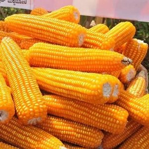 Maíz Amarillo Seco No Transgénico, Maíz Blanco para Alimentación Humana y Animal, Maíz Amarillo y Maíz Blanco en Venta - Product Image 6