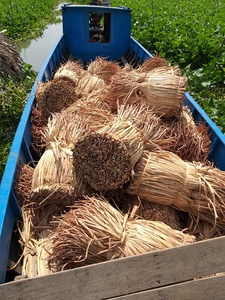 Material de jacinto de agua cruda más vendido, materia prima de jacinto de agua seca para hacer cesta de Vietnam - Product Image 6