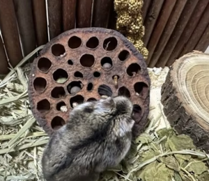 Snuffle Lotus Seed Pod Toy para hámsteres Enriquecimiento de forraje natural para todas las razas | Hecho en Vietnam | Venta al por mayor de fábrica - Product Image 5