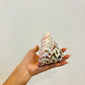 วัสดุเปลือกหอยธรรมชาติสำหรับตกแต่งงานหัตถกรรมและเครื่องประดับทำจากเวียดนามขายส่ง - Product Image 3