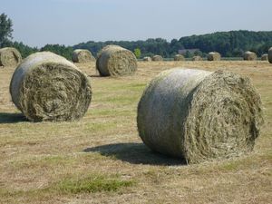 Foin d'alfalfa de haute qualité pour l'alimentation des chevaux, des bovins et des porcs - Sac en vrac avec livraison rapide et prix réduits - Product Image 2