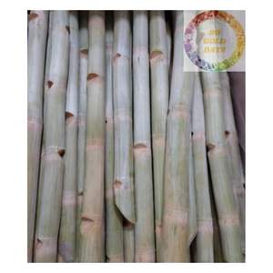 Vietnam IQF Caña de azúcar congelada Fresca Dulce y lista para aplicaciones de batidos y postres a precio de fábrica - Product Image 6