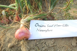 Graines d'oignon Nasupuri rouge clair OPV, pureté 99,99% - Product Image 2