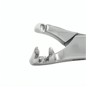 เครื่องมือถอนฟันม้า REHMAT NOOR INDUSTRY RN-OS3RMF-001 ทำจากสแตนเลส แบบสามง่าม สำหรับถอนฟันม้า - Product Image 6