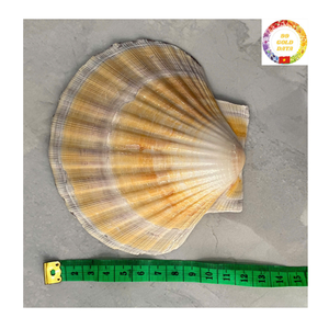 เปลือกหอยหอยเชลล์ธรรมชาติสีขาวขนาดใหญ่สำหรับงานออกแบบของขวัญแฮนด์เมดอุปกรณ์ตกแต่งบ้านแบบ DIY - Product Image 2