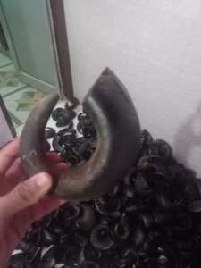 Cuerno de búfalo para masticar perros, cuerno de cordero, fábrica india, mejor calidad, venta por exportador indio, artesanías sheeri - Product Image 6