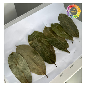 Feuille séchée de qualité A au corsop Premium, congé de corossol séché pour le thé, congé de corossol de Guanabana séché pour faire du thé - Product Image 6