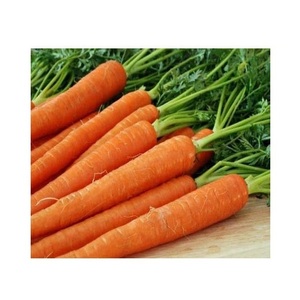 Carottes rouges fraîches de qualité supérieure 15cm 25kg en vrac à prix de gros bon marché depuis la France - Product Image 1