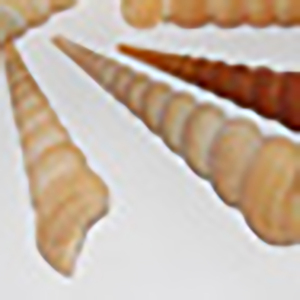 Petite coquille indonésie artisanat naturel BIJOUX COQUILLAGE avec stylo Long 10-13cm Code motif divers types de types de coquille naturelle - Product Image 2