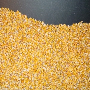 Maíz Premium de Grano Entero, Granos Amarillos de Grado Alimenticio, Suaves, Ligeramente Dulces, Granos Limpios, Perfectos para Cocinar Bocadillos, En Venta - Product Image 1