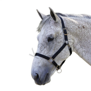 Licol de cheval en nylon réglable avec fusible en cuir remplaçable, matériel en nickel et menton Snap Throat-Horse Product - Product Image 3