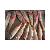 Mullet Rojo Congelado, Suministro al por Mayor, Pescado Congelado Premium para Supermercados en Todo el Mundo