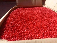 VANILLE HARVEST Madagascar Roze Peperkorrels (Baies Roses) Premium Kwaliteit Wilde Oogst Vacuüm Verpakt 99% Zuiverheid Gedroogde Bessen 24