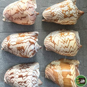 Conchas marinas de primera calidad, material natural del océano para decoración de interiores y artesanía hecha a mano en Vietnam. - Product Image 6