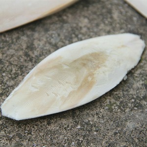 Vente en gros au prix le moins cher os de seiche de haute qualité os de seiche pour la nourriture des oiseaux du Vietnam - Product Image 2